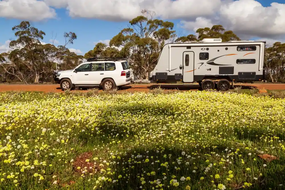 A scene of leisure travel and nature, with an SUV and a large caravan parked beside a road bordered by a field of wildflowers.